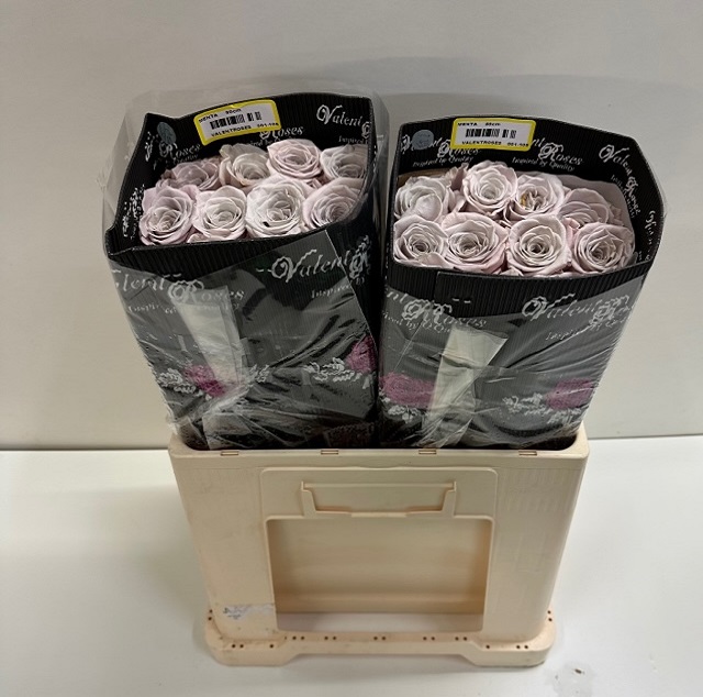 Rosa ec menta VL.jpg